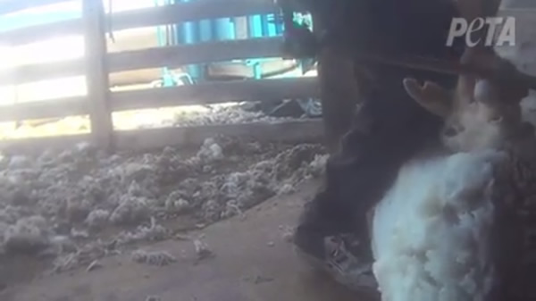 绵羊被强行扭颈,无力挣扎。