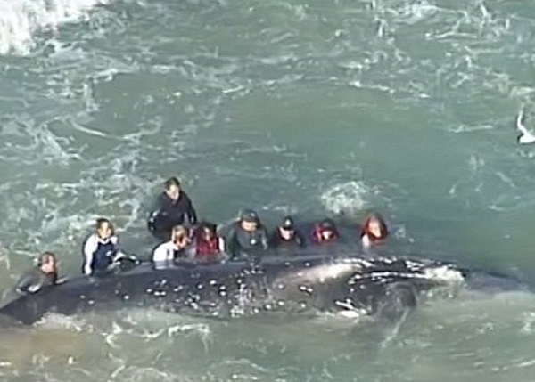 救援人员经过多番尝试,终成功将座头鲸拉到深水区。