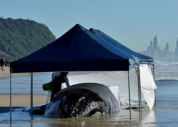 救援人员在日间会筑起帐篷,让座头鲸保持凉快。