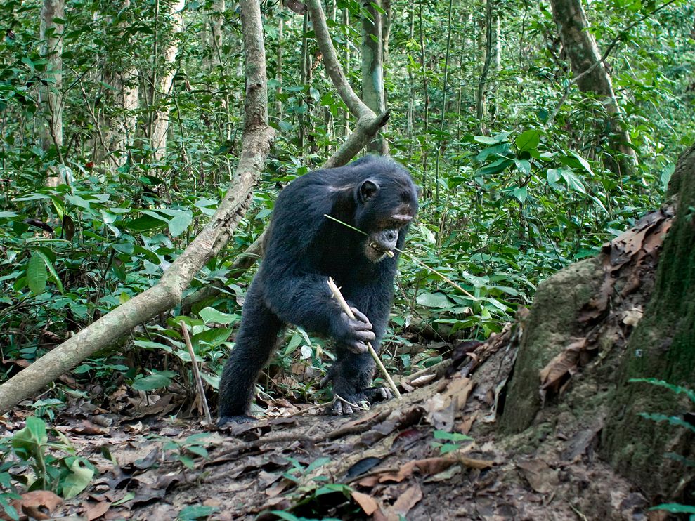 �չ����͹�Ŭ�����׶�������ҹ�԰��Nouabal��-Ndoki National Park���ڵ�һֻ�����ɽ�һ����֦��������� PHOTOGRAPH BY I