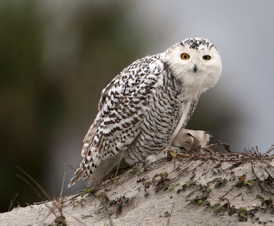 һֻѩ�^������������С�а��ص�������԰��ɳ����