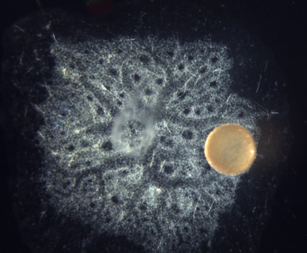 一个实验中的海绵。摄影: Sally Leys & Danielle Ludeman