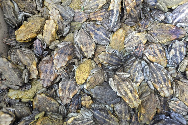 2009��3��29�գ�����ǧ�Ƶ�������ڰ��޿���˹����͸��������������