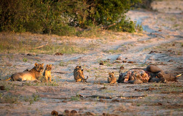 非洲博茨瓦纳邱比河饥饿河马为夺食张大口逼走狮子