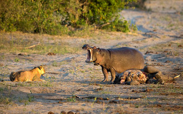非洲博茨瓦纳邱比河饥饿河马为夺食张大口逼走狮子