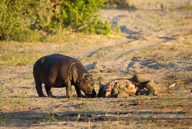 非洲博茨瓦纳邱比河饥饿河马为夺食张大口逼走狮子