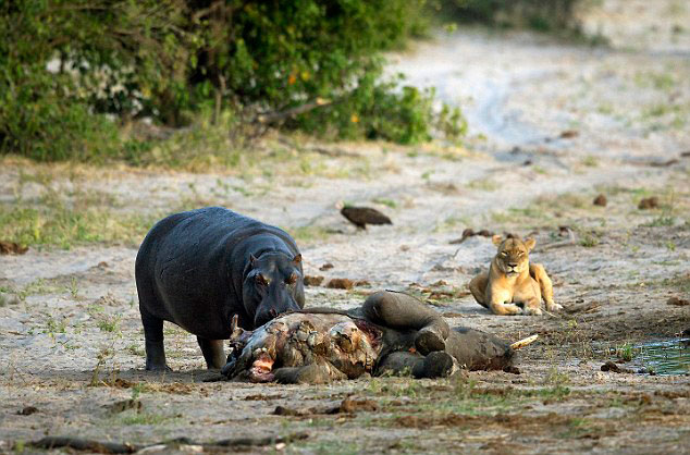 非洲博茨瓦纳邱比河饥饿河马为夺食张大口逼走狮子