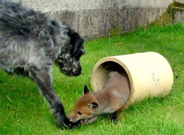 Ӣ���������Ȯ��Ϊֿ��