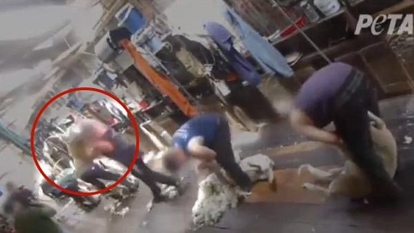 善待动物组织(PETA)公布的镜头显示美国、澳洲的剃毛工厂暴力对待绵羊