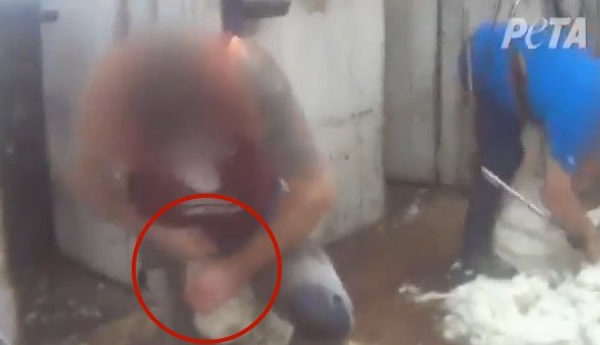 善待动物组织(PETA)公布的镜头显示美国、澳洲的剃毛工厂暴力对待绵羊