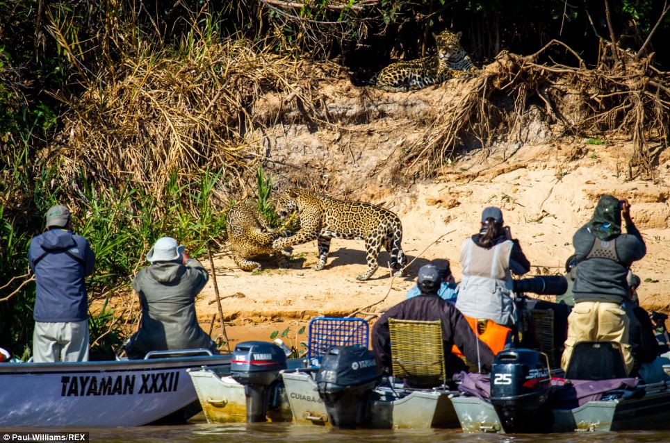 世界面积最大的热带湿地巴西潘塔纳尔:游客居然冒险超近距离观看美洲豹打闹