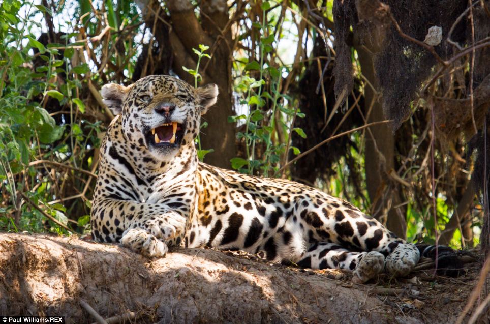 世界面积最大的热带湿地巴西潘塔纳尔:游客居然冒险超近距离观看美洲豹打闹