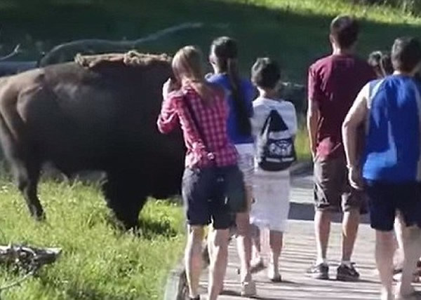 ������ʯ��԰Ұţ����׷��ͯ