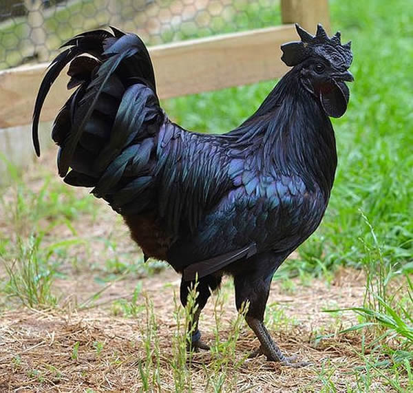 ӡһ֡ؽAyam Cemani