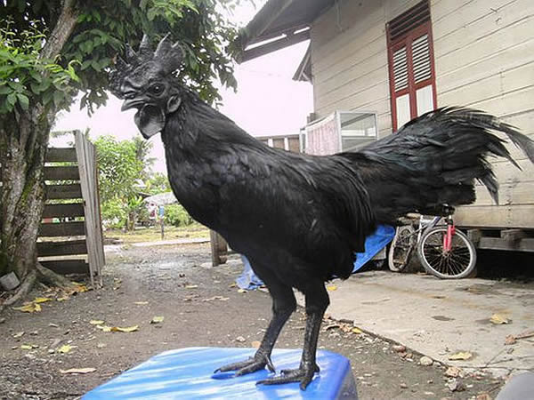 ӡһ֡ؽAyam Cemani