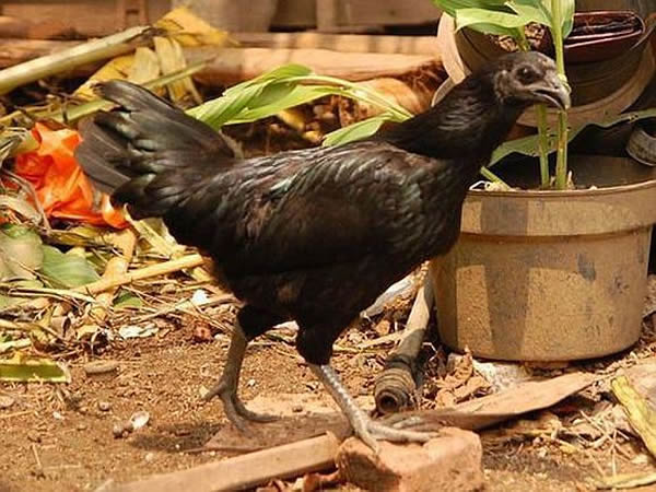 ӡһ֡ؽAyam Cemani