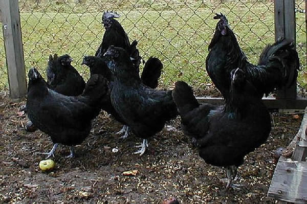 ӡһ֡ؽAyam Cemani