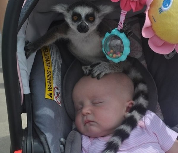 ˹Ұ԰һֻΪԽӤаë