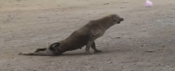 影帝级汪星人:流浪犬扮瘫痪吸引眼球后若无其事走人