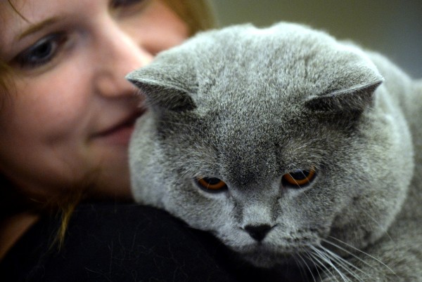 这张照片是在2013年一场在莫斯科举行的猫展所拍摄的。摄影:Vasily Maximov, AFP/Getty Images