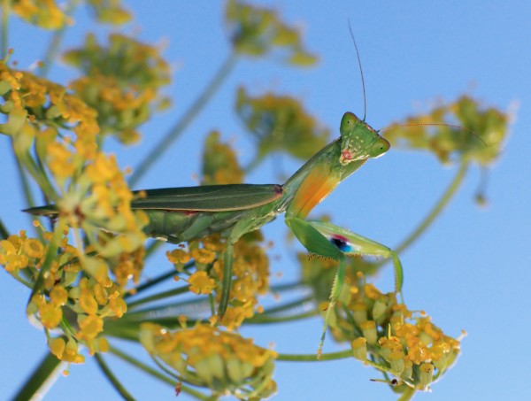 新西兰螳螂(Orthodera novaezealandiae)是新西兰的原生螳螂种。摄影:Michael Lidski/Alamy