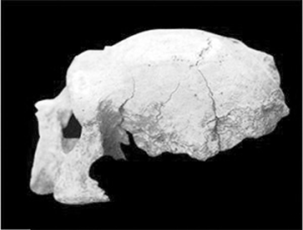 南京直立人2号头骨
