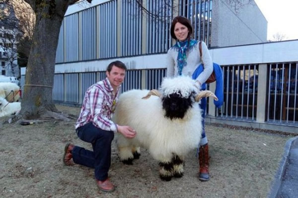 ոũ򻨴Ǯڱ(Blacknose Sheep)