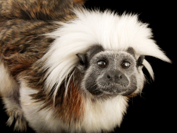 一隻棉冠僚狨。摄影:Joel Sartore, National Geographic