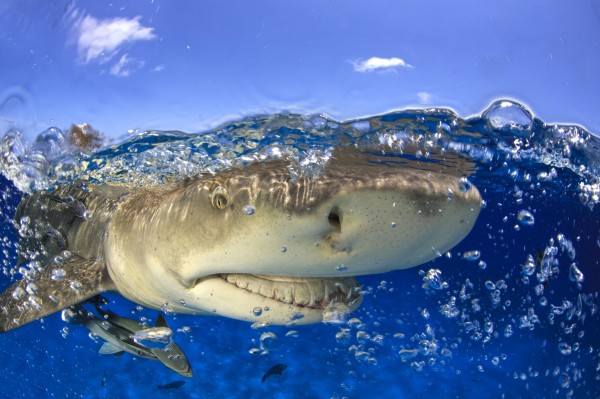 ������һ�����������ͻ�װ������Ӱ�� Bernard Radvaner, Corbis