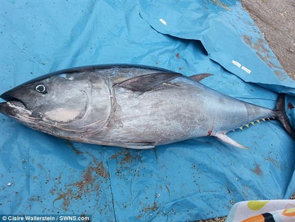 Ӣ�����ֶ�����������ѧŮ����һ������������ǹ�� ��ֵ��700��