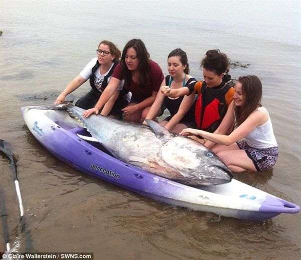 Ӣ�����ֶ�����������ѧŮ����һ������������ǹ�� ��ֵ��700��