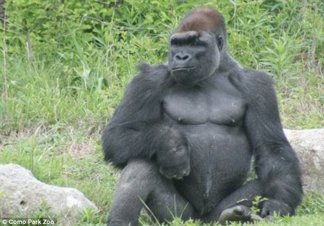 ��ֻ���������������Ħ����԰