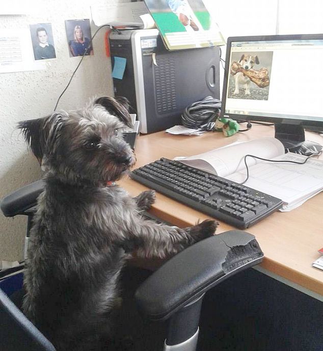 Scruff��һ�󰮺����������ر�ϲ������ͬ���ͼƬ�����ϳ���