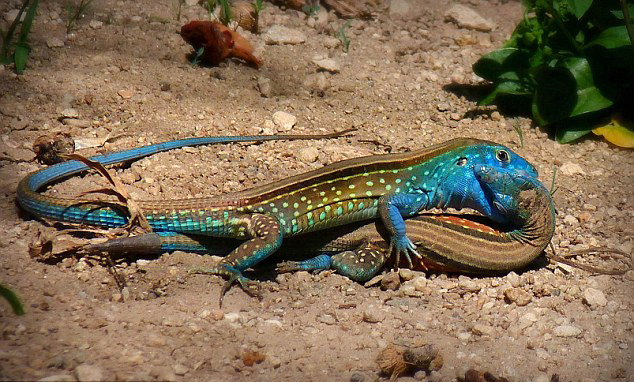 委内瑞拉亨利皮蒂尔国家公园热带雨林里两只蜥蜴互相亲吻