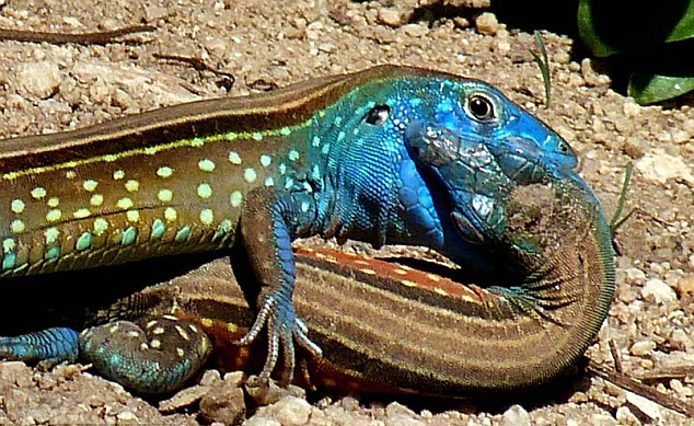 委内瑞拉亨利皮蒂尔国家公园热带雨林里两只蜥蜴互相亲吻