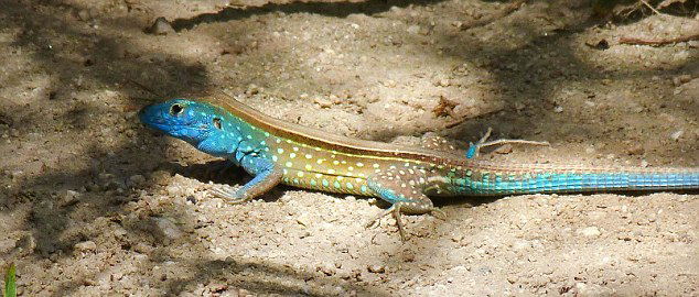 委内瑞拉亨利皮蒂尔国家公园热带雨林里两只蜥蜴互相亲吻