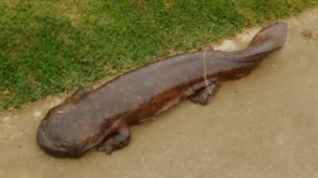 日本学生路边发现1米长娃娃鱼