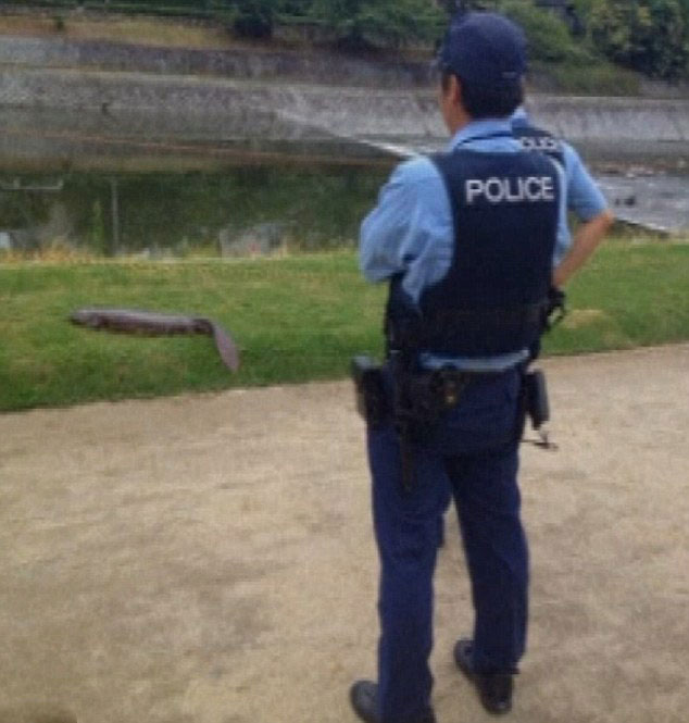 日本学生路边发现1米长娃娃鱼