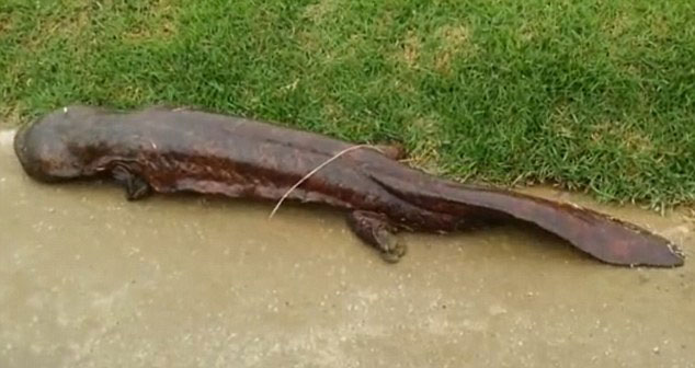 日本学生路边发现1米长娃娃鱼