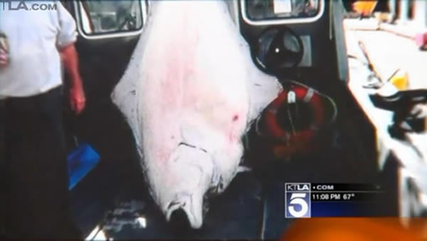 美国76岁钓鱼爱好者在阿拉斯加海岸钓起218公斤重大比目鱼