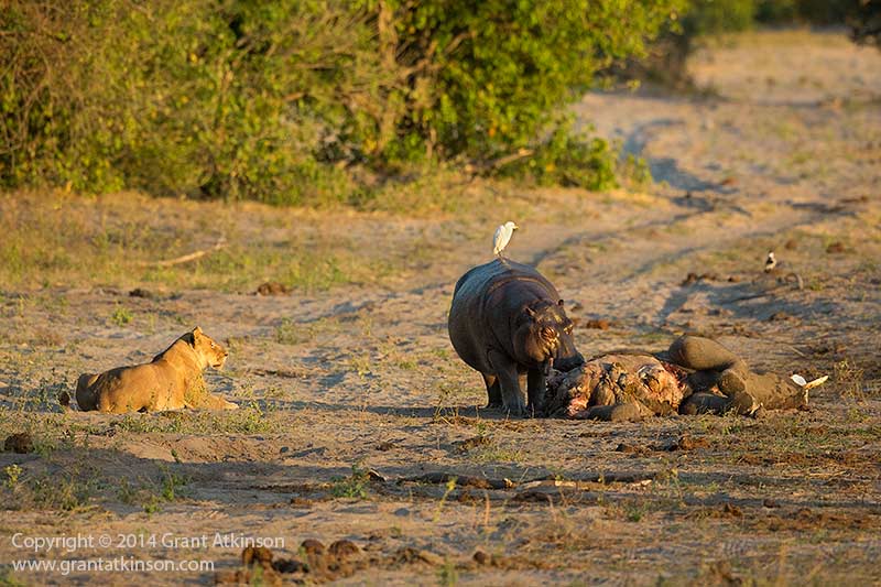 非洲河马怒吼赶走狮子独享小象尸体