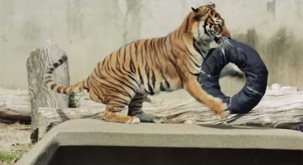 把牛仔布料包在大猫们平常爱玩的玩具上,就能制造出天然野兽咬痕。