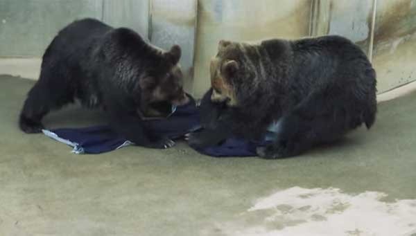 棕熊啃咬牛仔布料