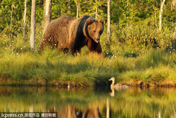 ����˹�߾�ɭ�־޴�����������ͷѼ�����......