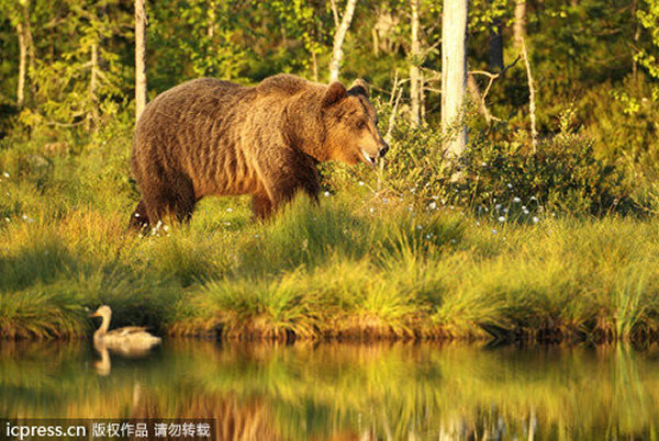 ����˹�߾�ɭ�־޴�����������ͷѼ�����......