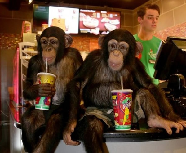 别小看「瓦利」和「沙古哇」,它们可是真的看得懂电影在演啥!