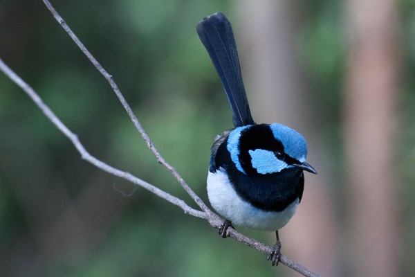 壮丽细尾鹩莺能进行教学行为
