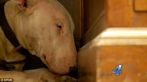 ����������������һֻţͷ�������¼����ѹ�����Ĺǰ������ȥ