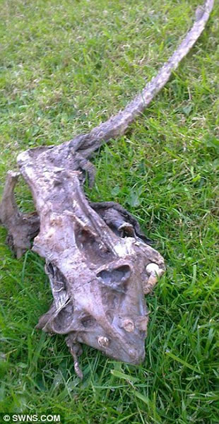 Ӣ����̲���ֲ�����������к�