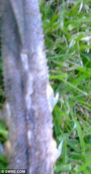 Ӣ����̲���ֲ�����������к�